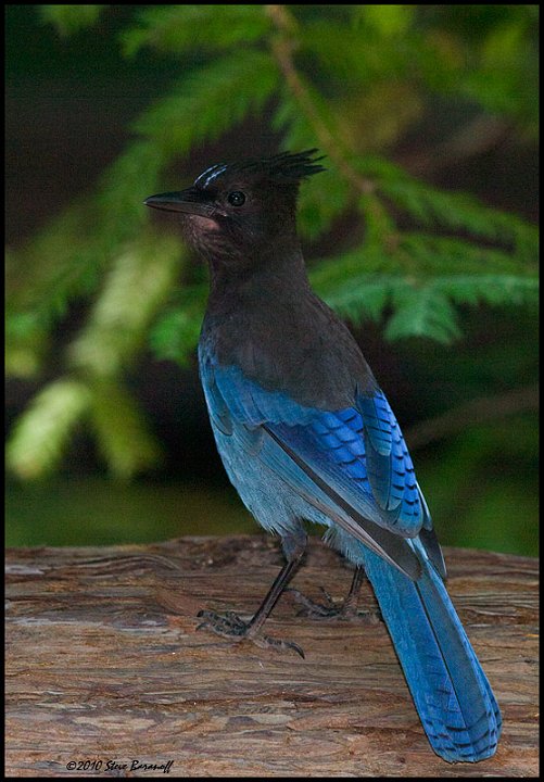 _0SB6257 stellers jay.jpg